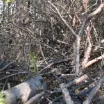 Pezzi di rami di legno